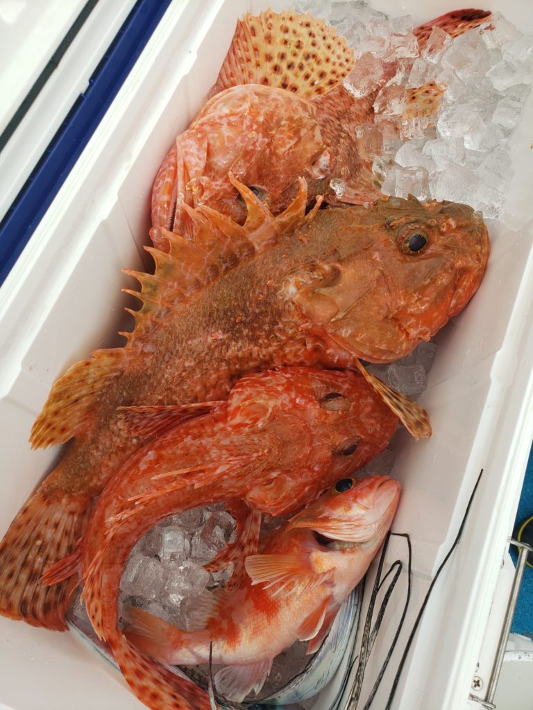 11日 月 石花海オニカサゴ 静岡県駿河湾 沼津 釣り船 舵丸